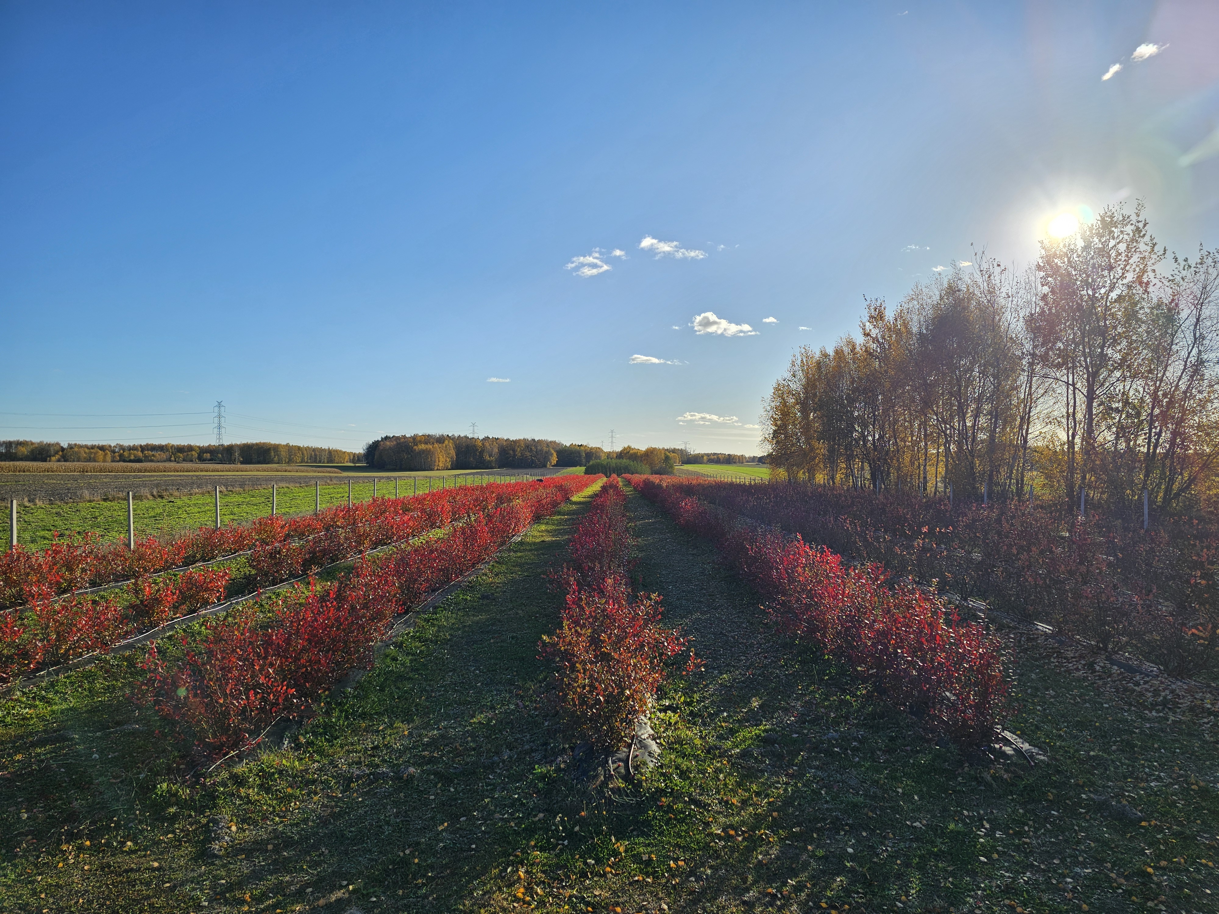 Plantacja borówek 1