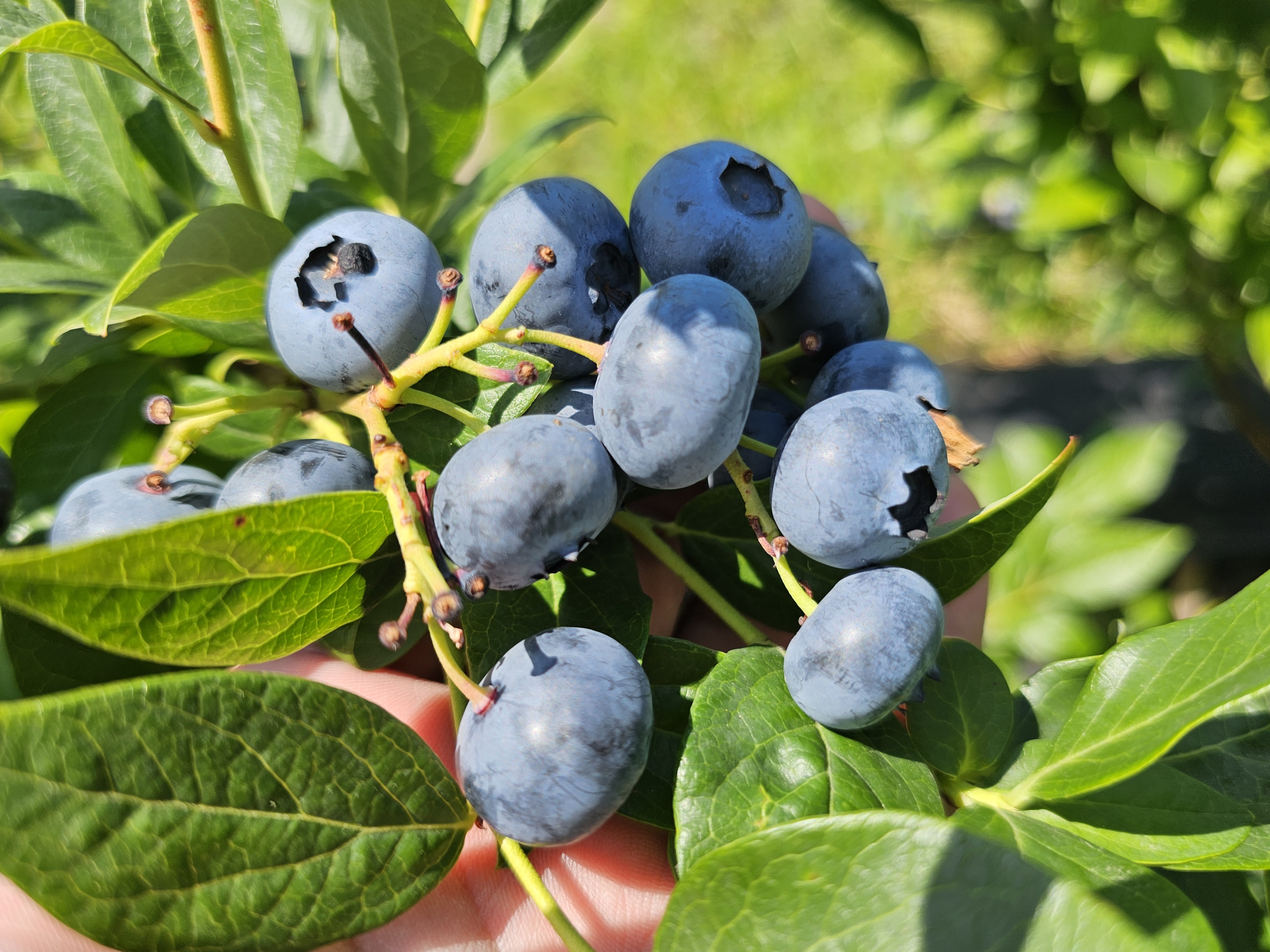 Plantacja borówek 2