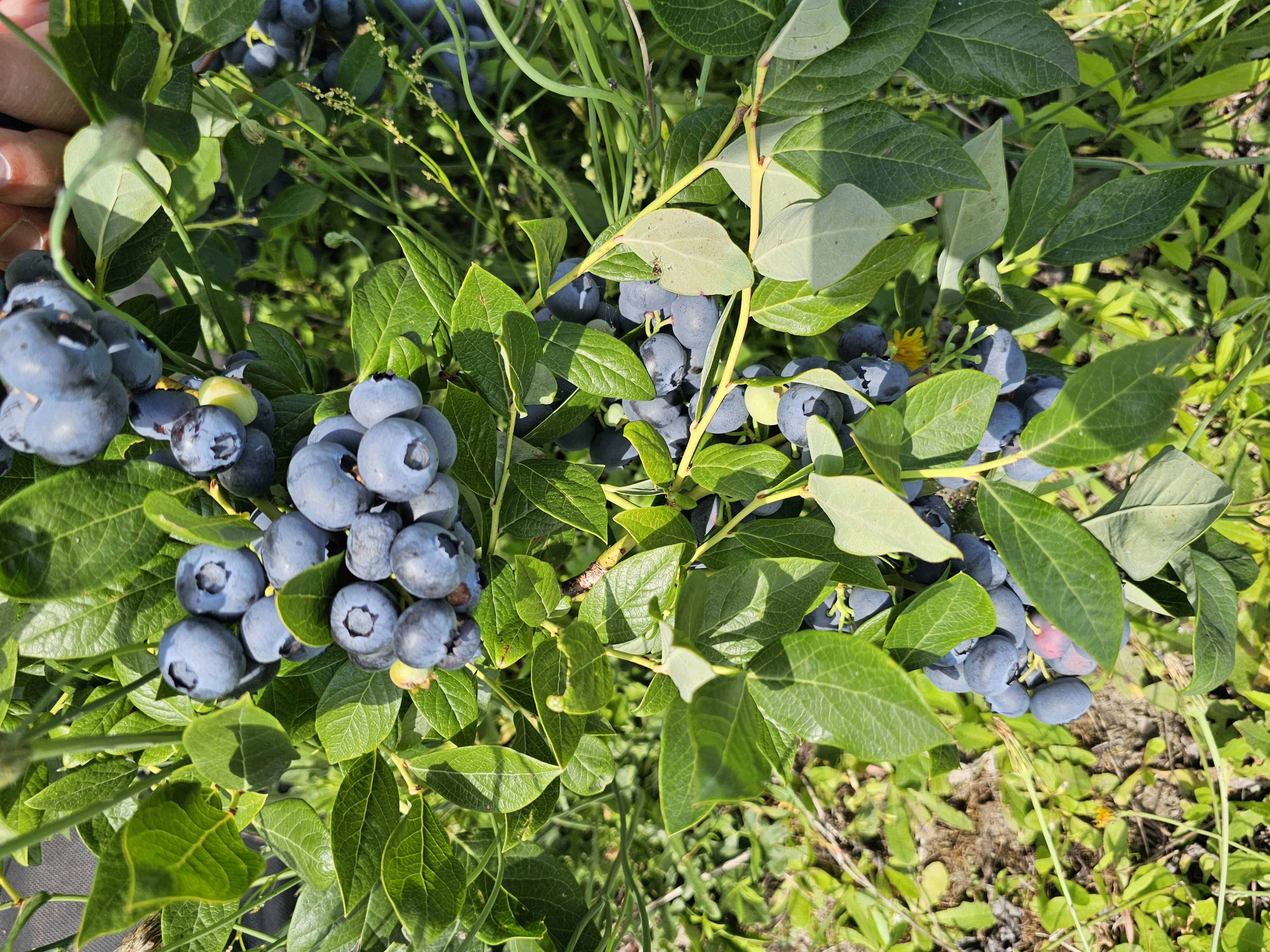 Plantacja borówek 3