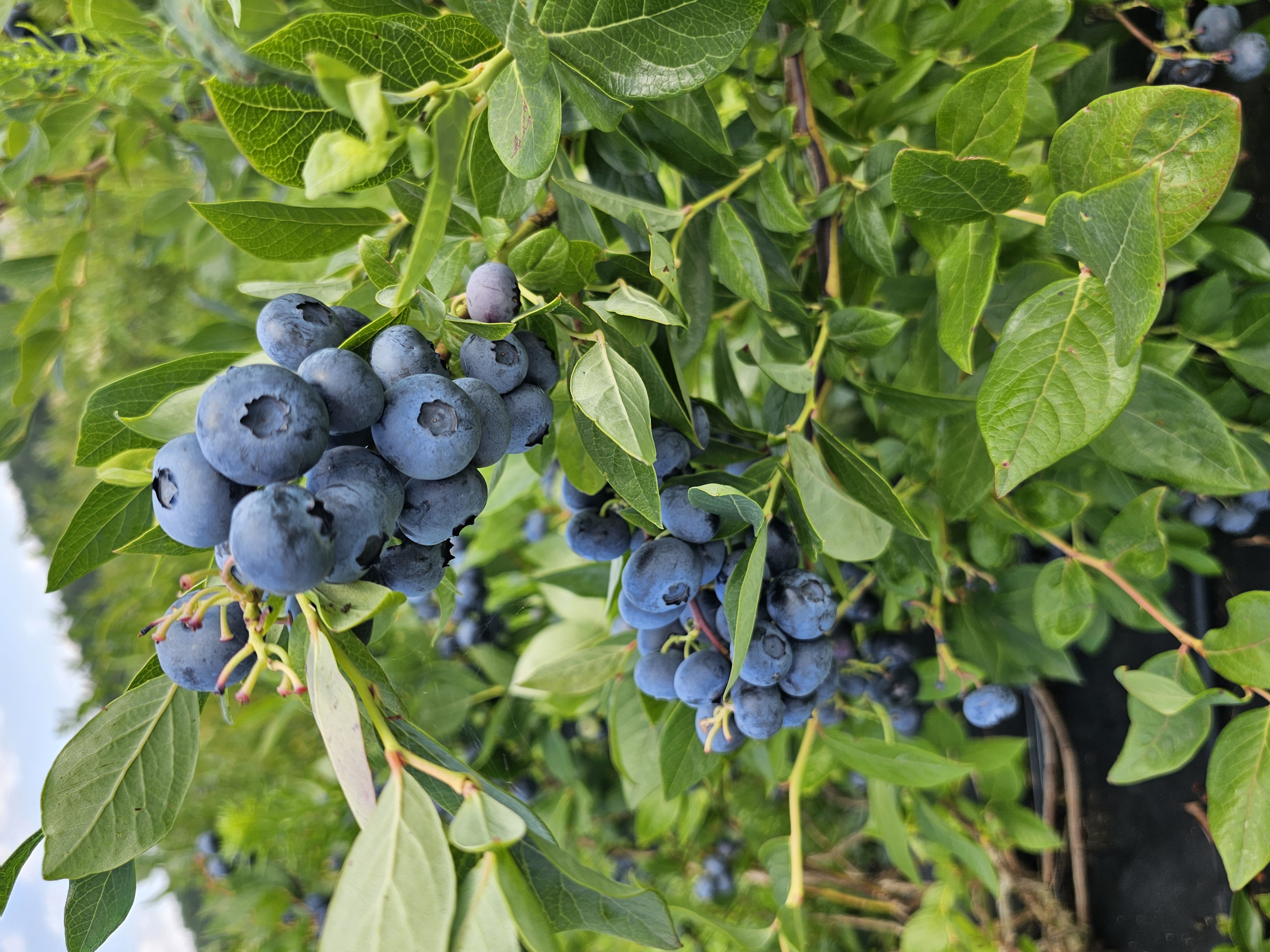 Plantacja borówek 4